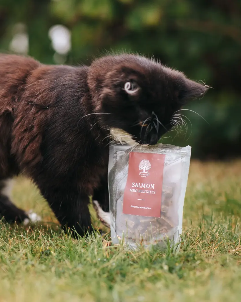 Mini Delights__ @whippetvilja.webp