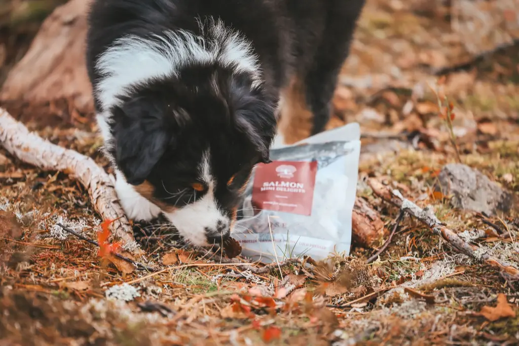 MINI DELIGHTS _ puppy 33_ @blueshade_aussies.webp