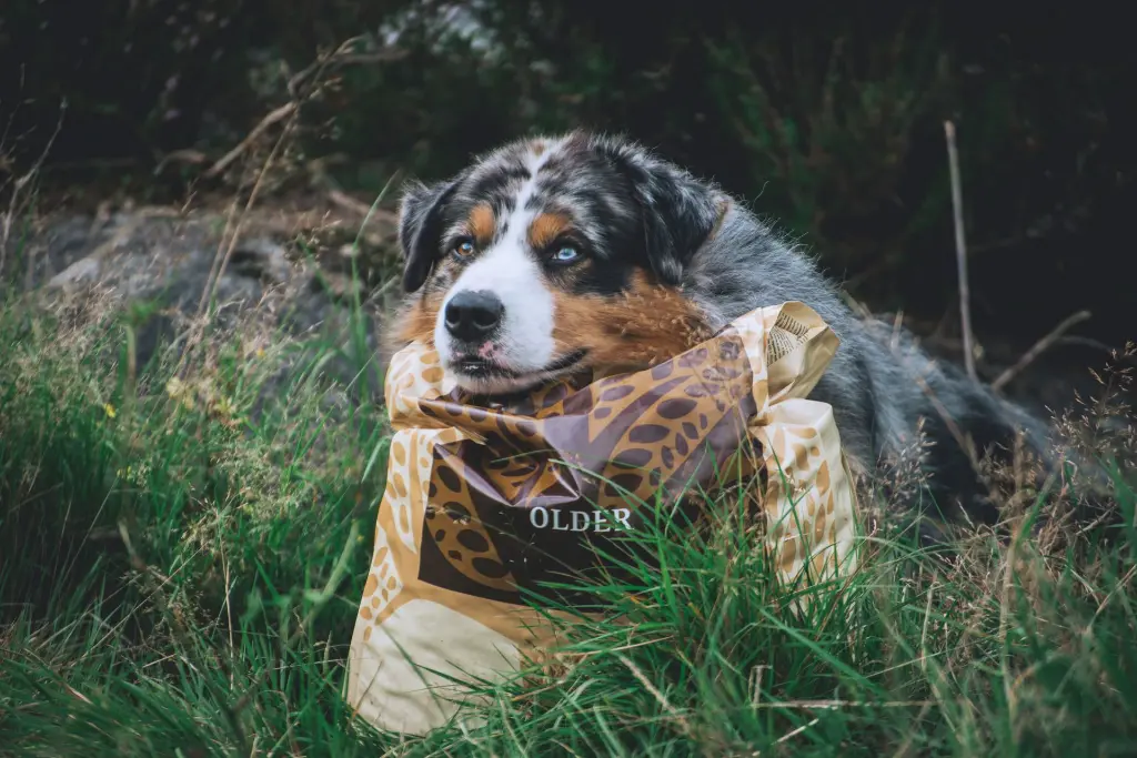 Older from @blueshade_aussies.webp