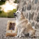 OLDER 1x1 @walterthebuhund 3.webp