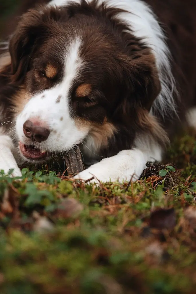 Grain Free Beef Game Dental Delights 03 @dynamiteaussies.webp