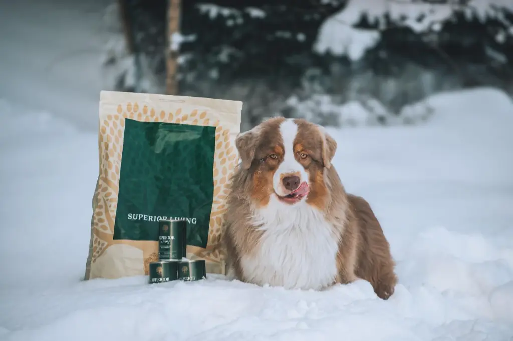 Superior Pate x winter x @blueshade_aussies.webp