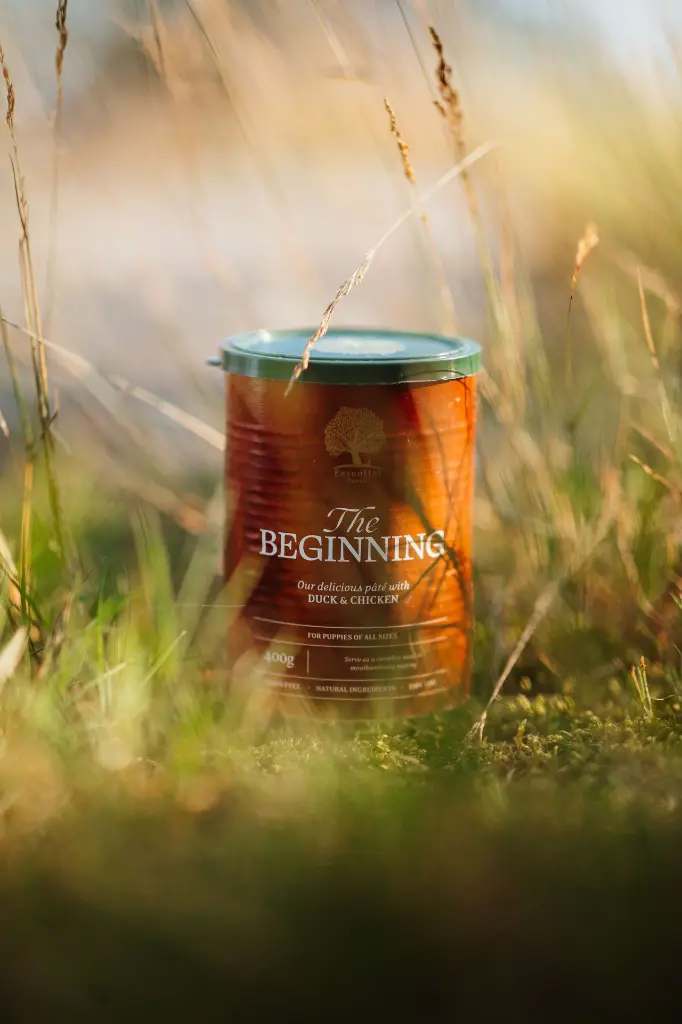 Beginning 1 @viljawhippet.webp