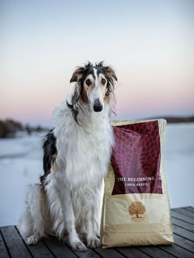 Beginning Large _@zarwoe.oligarch.webp