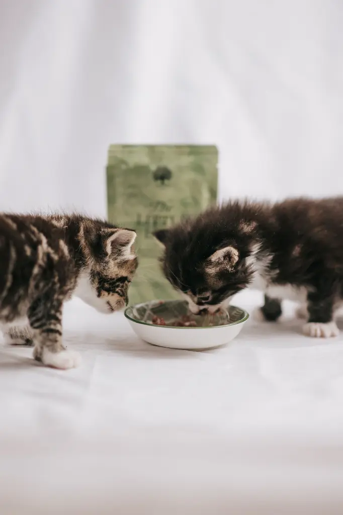 The Little Lion Cat 4 from @nike.nilsson.webp