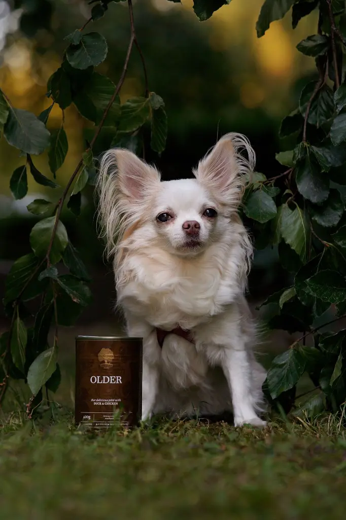 Older @junior_the_copenhagen_lab.webp