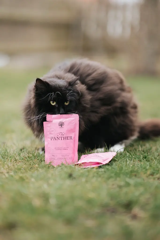 The Panther Pate @whippetvilja.webp