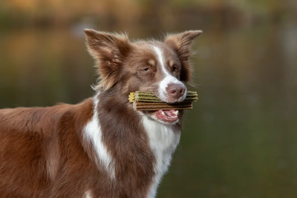 TEETH_DELIGHTS_AUTUMN__@bordercollie_girlpower_417.webp