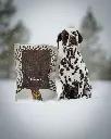 Balance 1 _ Snow _ Dalmatiner @arcticspots.webp