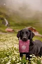 Finest Sliced Lamb and blackberry @junior_the_copenhagen_lab.webp