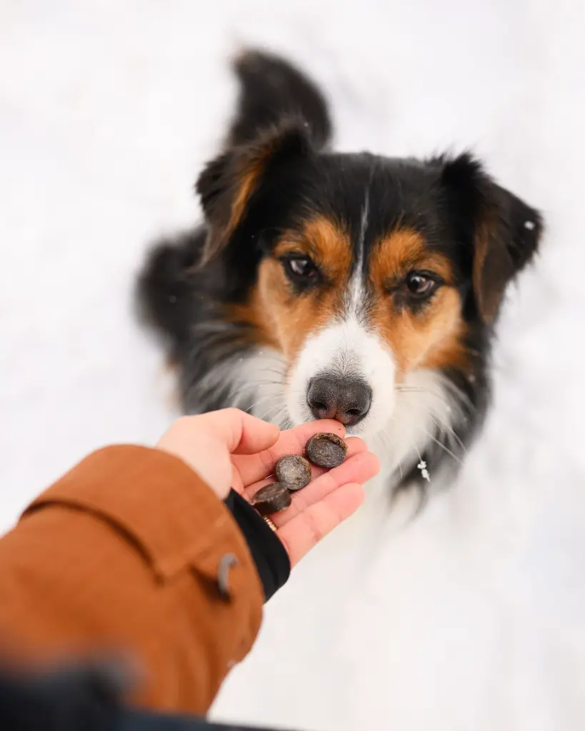 Finest Snow _ @amie.aussie.webp