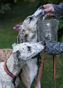 Finest x from @lupin_the_whippet.webp