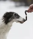 3190_ESSENTIAL FINEST VENISON & DUCK SAUSAGES_Dog getting delight_@zarwoe.oligarch.webp